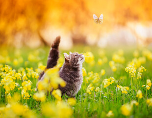 cute striped kitten walking through a summer sunny meadow and looking at a white butterfly flying by