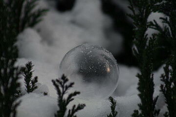 Ball on a snow-covered thuja
