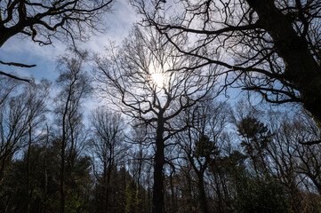 Obraz premium Sunlight bursting through the branches of a tree in the middle of a forest 