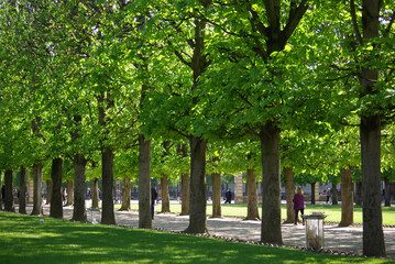 Jardin du Luxembourg en été à Paris, France