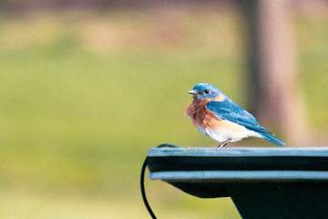 An adult male Eastern Bluebird looking straight.