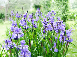 Blooming blue iris flowers are in the garden on a natural green background. Selective focus. Spring background.
