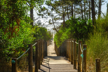 Wooden footbridge leading to the beach across the dunes in protected area