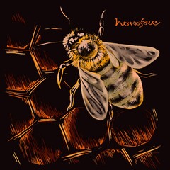 honeybee on the honeycomb