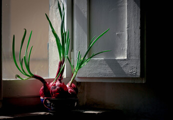 sprouted green onions on a vintage windowsill of an old Tuscan house . Home garden 