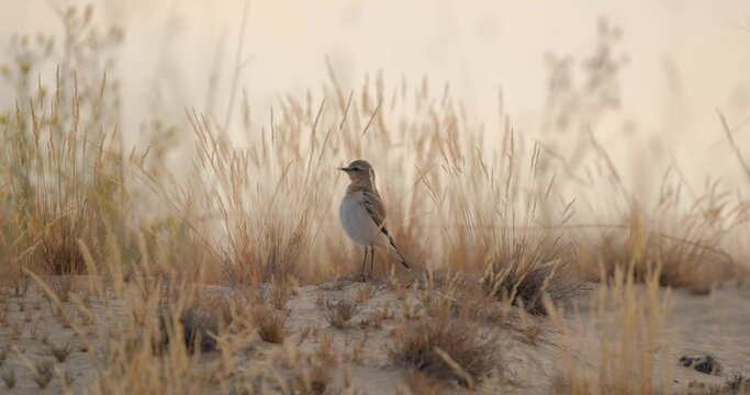 Close up of Northern wheatear bird or Oenanthe oenanthe in the bush