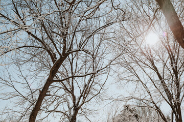 Winter trees with sun poking through