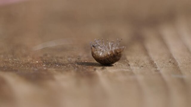 Armadilidids are terrestrial isopod crustaceans. Macro video