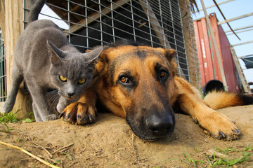 cat and dog