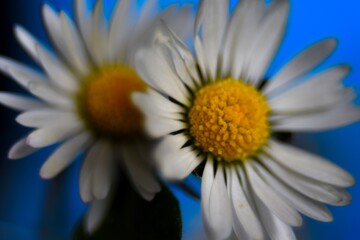 Obraz premium daisy in blue