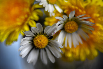Naklejka premium yellow daisy flowers
