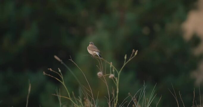 Close up of Northern wheatear bird or Oenanthe oenanthe in the bush