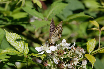A Valezina Silver-washed Fritillary nectaring on Bramble flowers.
