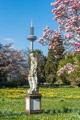 Statue des Pluto vor einem blühenden Magnolienbaum im Palmengarten von Frankfurt und dem Fernsehturm im Hintergrund © Dieter Meyer