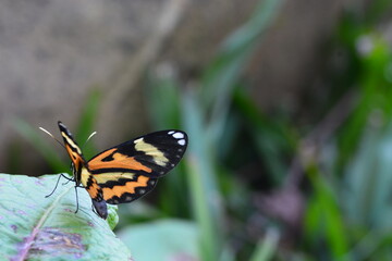 Fototapeta na wymiar Butterfly landed on leaf.