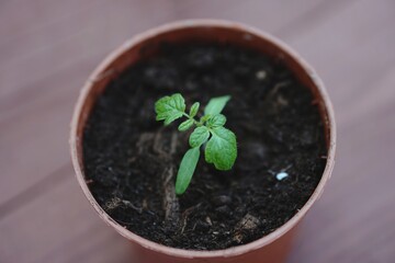 Small Green Tomato Plant At Spring