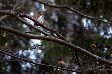 The Eurasian pygmy owl (Glaucidium passerinum) is the smallest owl in Europe.