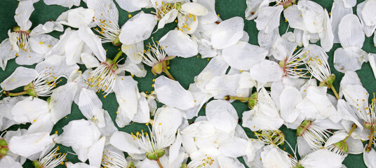 white spring blossoms  on a vase
