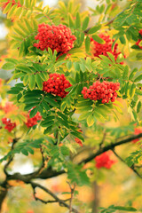 Beeren der Eberesche