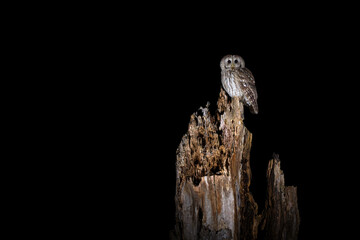 The tawny owl or brown owl (Strix aluco) is a stocky, medium-sized owl commonly found in woodlands...