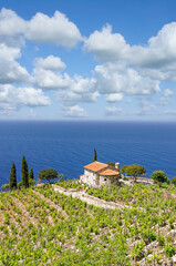 Küstenlandschaft mit Weinbau auf der Insel Elba,Toskana,Mittelmeer,Italien