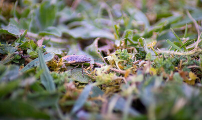 Brown marmorated stinking bush, Halyomorpha halys, an invasive pest.

