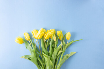 Naklejka premium Yellow tulips flowers on blue background.Mother's Day, Birthday, Valentine's Day. Concept of holiday. Symbol of spring. Flat lay, top view, copy space