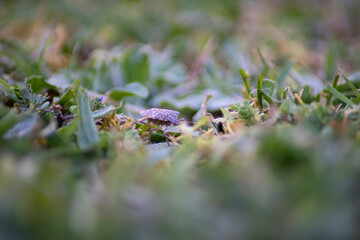 Brown marmorated stinking bush, Halyomorpha halys, an invasive pest.
