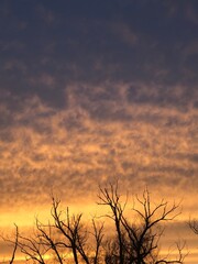 silhouette of a tree