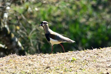 Lapwing walking peacefully in the dry grass.