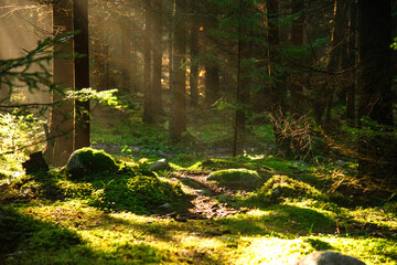 Rays of the sun shine through the trees in the beautiful forest. Like in fairytail. Relax. Good...