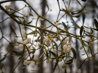 Weißblütige Mistel mit zahlreichen weißen Früchten an den einzelnen Zweigen.