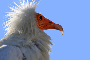 profil d oiseau © helenedevun