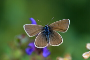 Rotklee-Bläuling © Eileen Kumpf