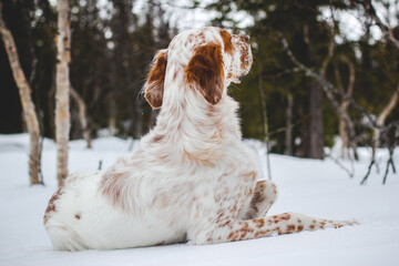 English setter