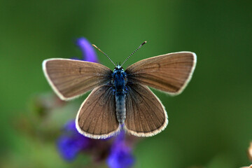 Rotklee-Bl&auml;uling