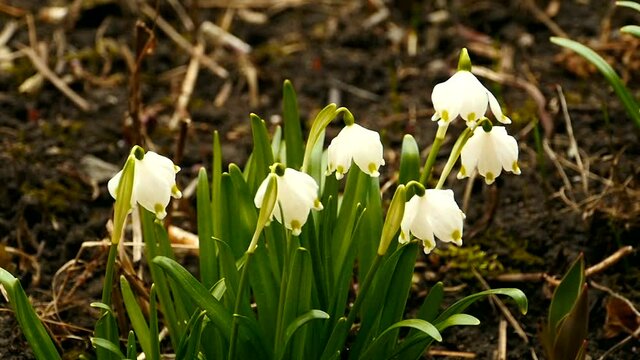 leucojum spring primroses