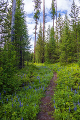 Fototapeta na wymiar Hidden Meadow hiking trail through the forest