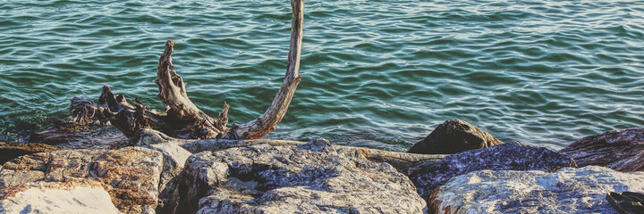 a stranded branch on the rocks shaped by the salty wind