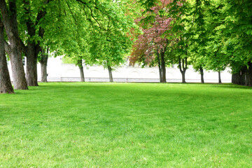 Green lawn with trees in city park