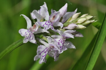Orchis de Fuch