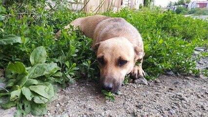 dog in the park