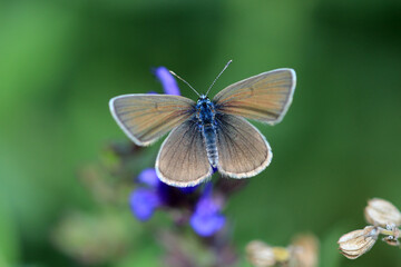 Rotklee-Bläuling © Eileen Kumpf