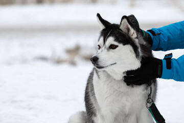 Human hands in gloves stroke and scratch the dog breed Siberian husky against the background of snow in winter. A man in a bright blue warm jacket caresses the dog. Portrait of a pet.