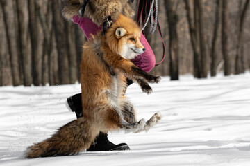 A girl in a fur coat carries a red fox holding it by a harness. A man drags an animal by the scruff...