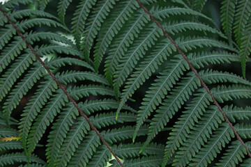Fototapeta na wymiar Close-up shot of fern leaves in the forest