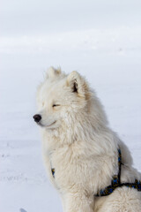 Fototapeta premium Samoyed