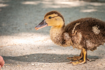 Cute little ducklings standing in a lake coast