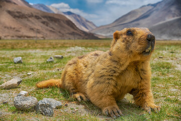 Himalayan Marmot enjoying it's food at Ladakh, India.