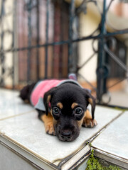 Puppy